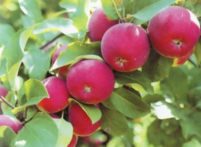 Сорт яблок Орлик в Кромские сады Орловской области